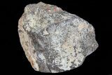 Polished Dinosaur Bone (Gembone) Section - Colorado #73022-1